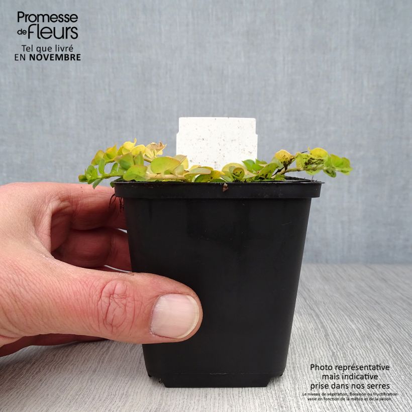 Esimerkki syksyllä toimitetusta Suikeroalpi Aurea 8/9 cm taimiruukku-taimesta