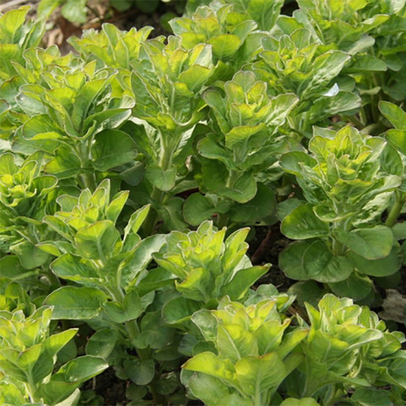 Tarha-alpi - Lysimachia punctata (Lehvistö)