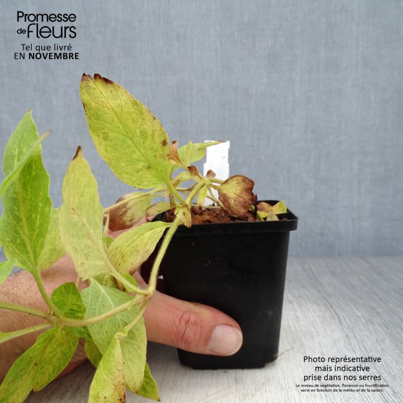Esimerkki syksyllä toimitetusta Tarha-alpi - Lysimachia punctata 8/9 cm taimiruukku-taimesta