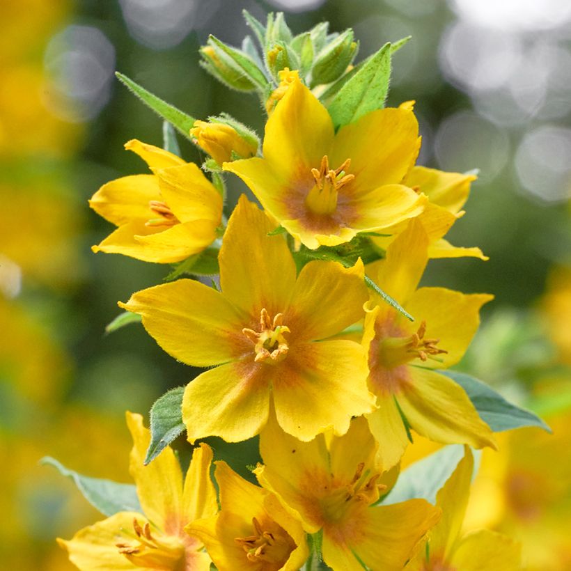 Ranta-alpi - Lysimachia vulgaris (Kukinta)