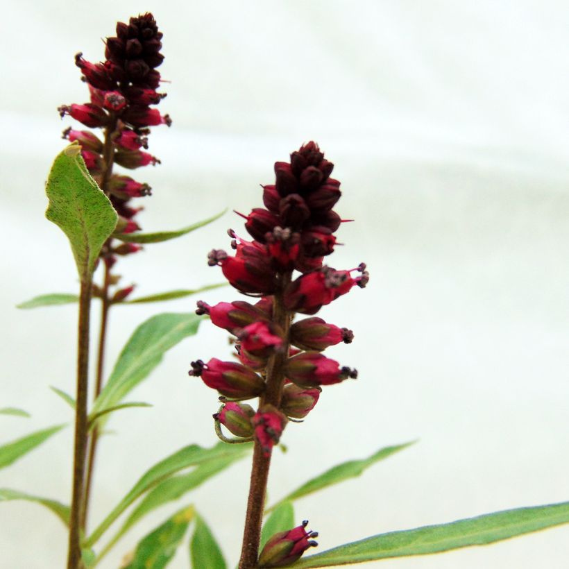 Purppura-alpi Beaujolais (Kukinta)