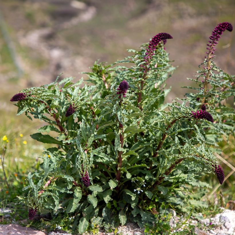 Purppura-alpi Beaujolais (Kasvutapa)