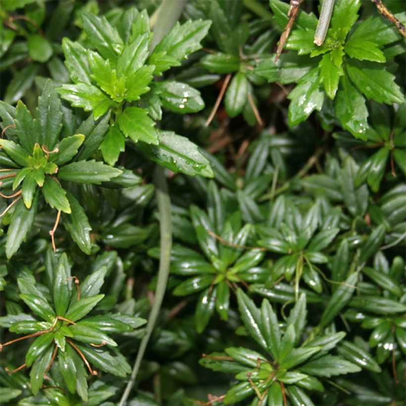 Lysionotus pauciflorus (Lehvistö)