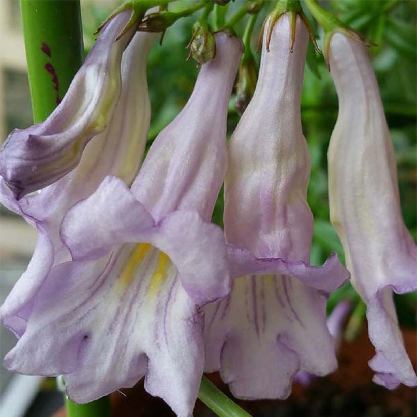 Lysionotus pauciflorus (Kukinta)