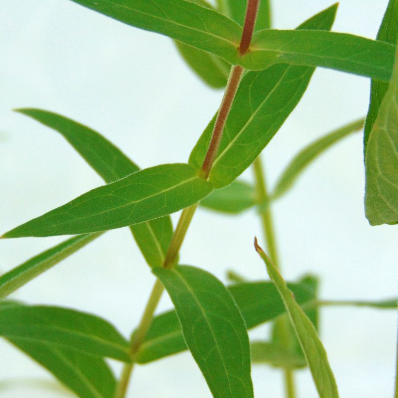 Rantakukka - Lythrum salicaria (Lehvistö)