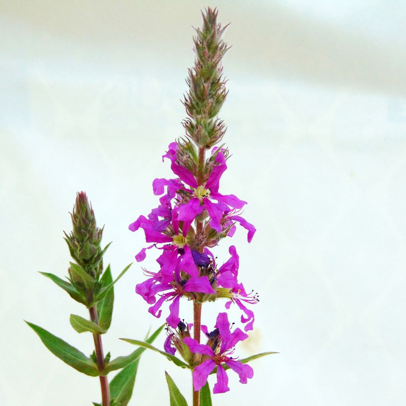 Rantakukka - Lythrum salicaria (Kukinta)
