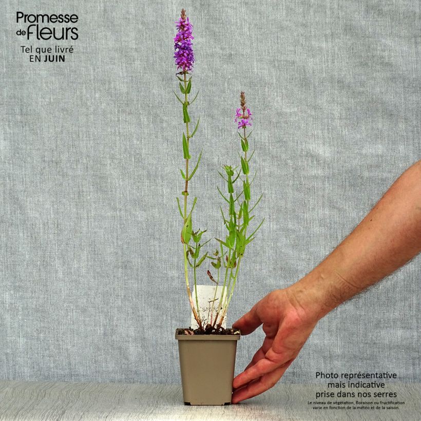 Esimerkki kesällä toimitetusta Rantakukka - Lythrum salicaria Taimiruukku 8/9 cm-taimesta