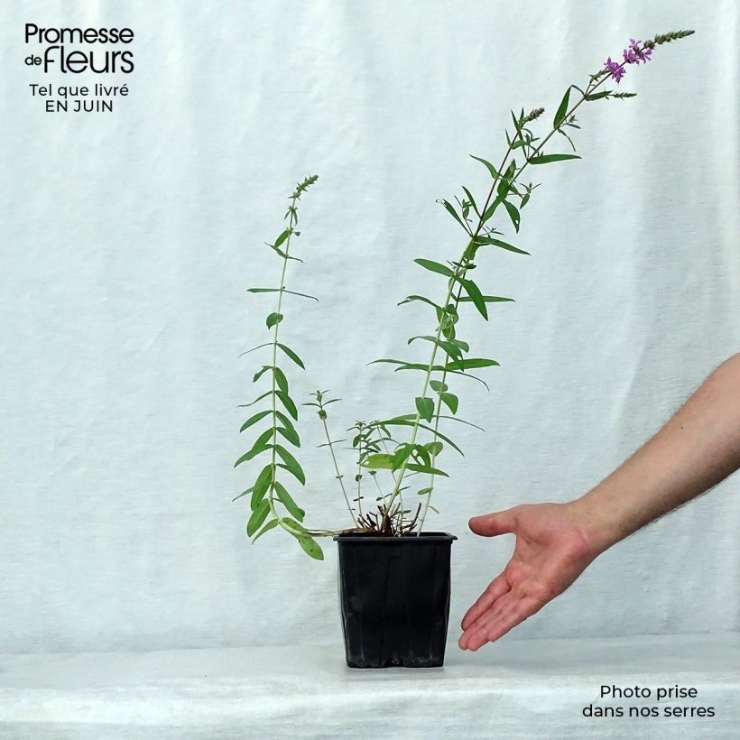Esimerkki kesällä toimitetusta Rantakukka - Lythrum salicaria Ruukku 2L / 3L-taimesta