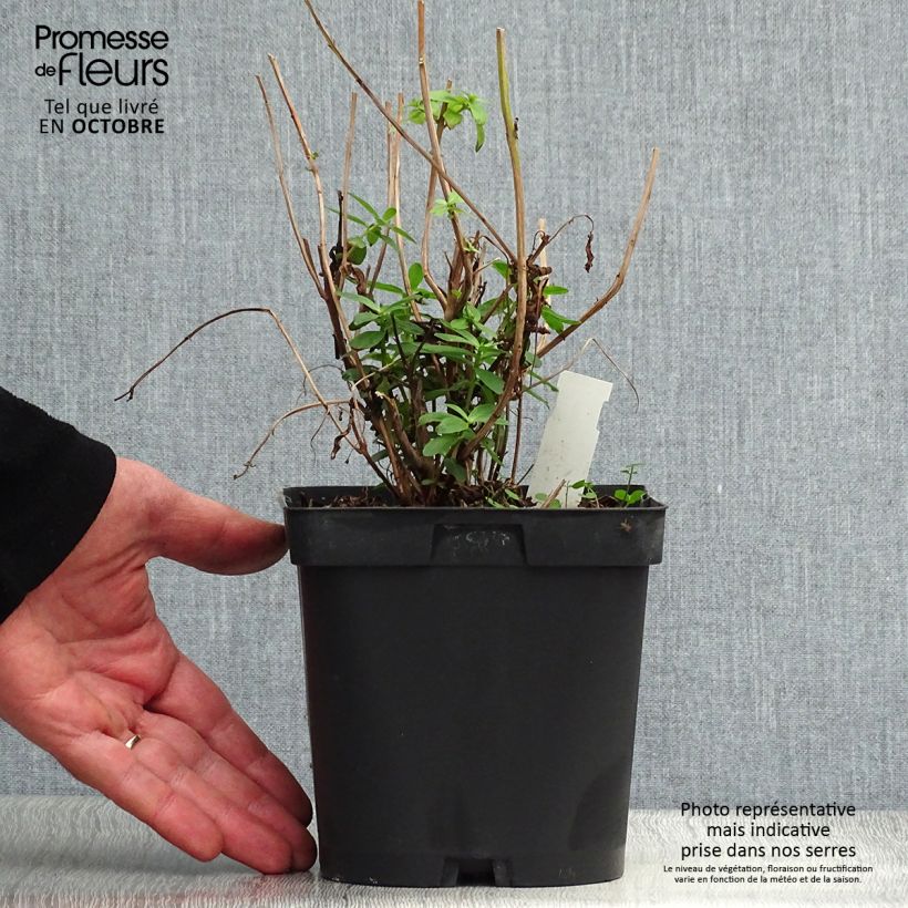 Esimerkki syksyllä toimitetusta Rantakukka - Lythrum salicaria 2 litran/3 litran ruukku-taimesta