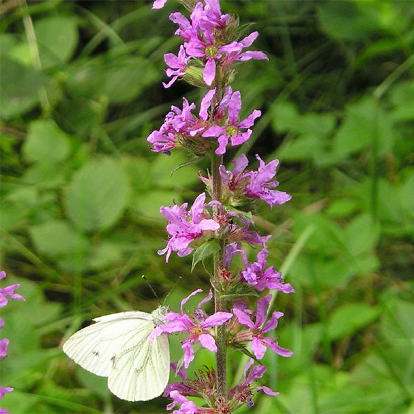 Etelänrantakukka Dropmore Purple (Kukinta)