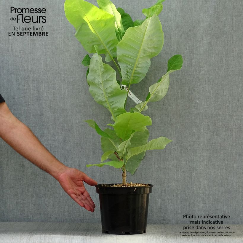 Esimerkki syksyllä toimitetusta Liljamagnolia - Magnolia macrophylla subsp. ashei 4 litran/5 litran ruukku-taimesta