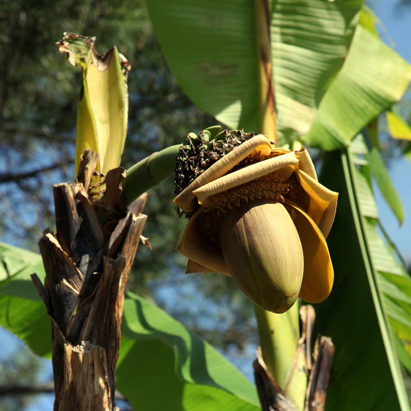 Banaani Dwarf Orinoco (Kukinta)