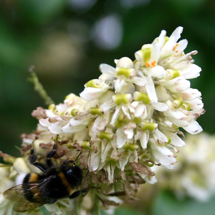 Maackia amurensis (Kukinta)
