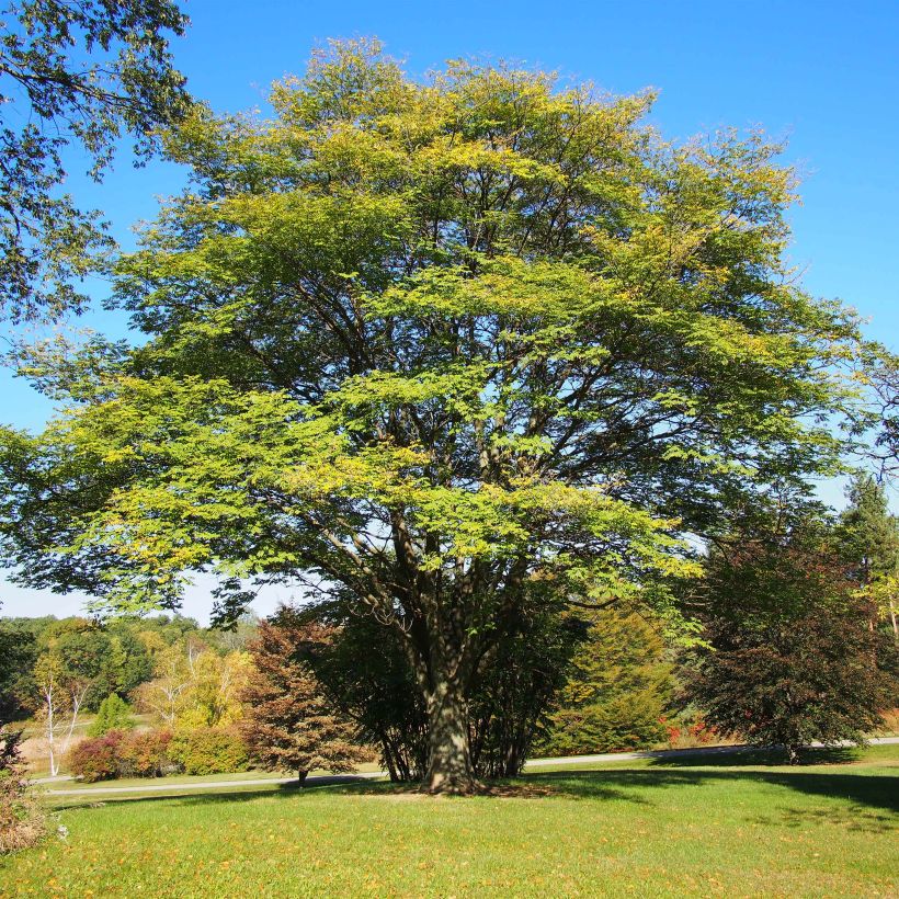 Maackia amurensis (Kasvutapa)