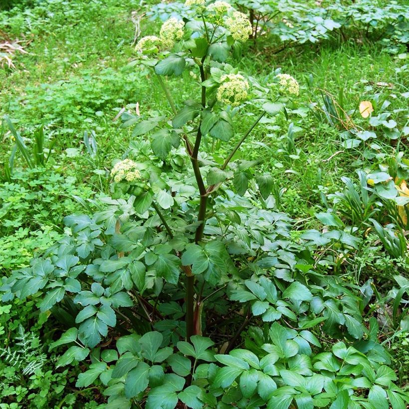 Aleksanterinsiipiputki - Smyrnium olusatrum (Kasvutapa)