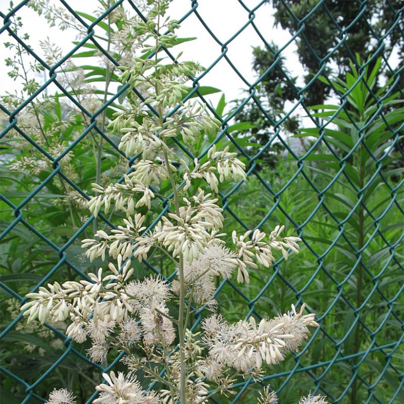 Herttahuisku-unikko - Macleaya cordata (Kukinta)