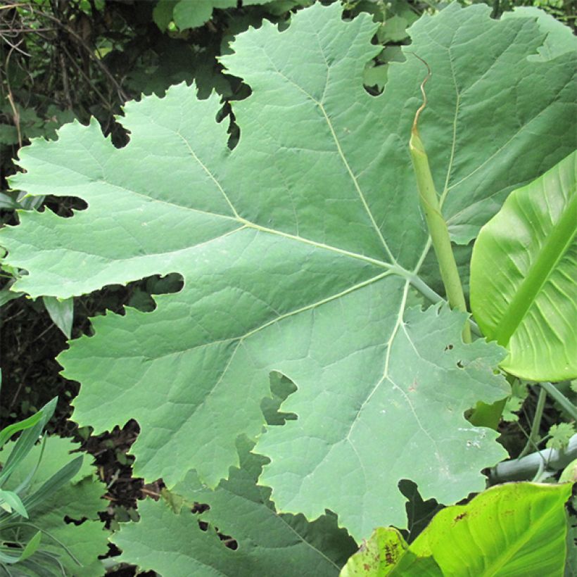 Herttahuisku-unikko - Macleaya cordata (Lehvistö)
