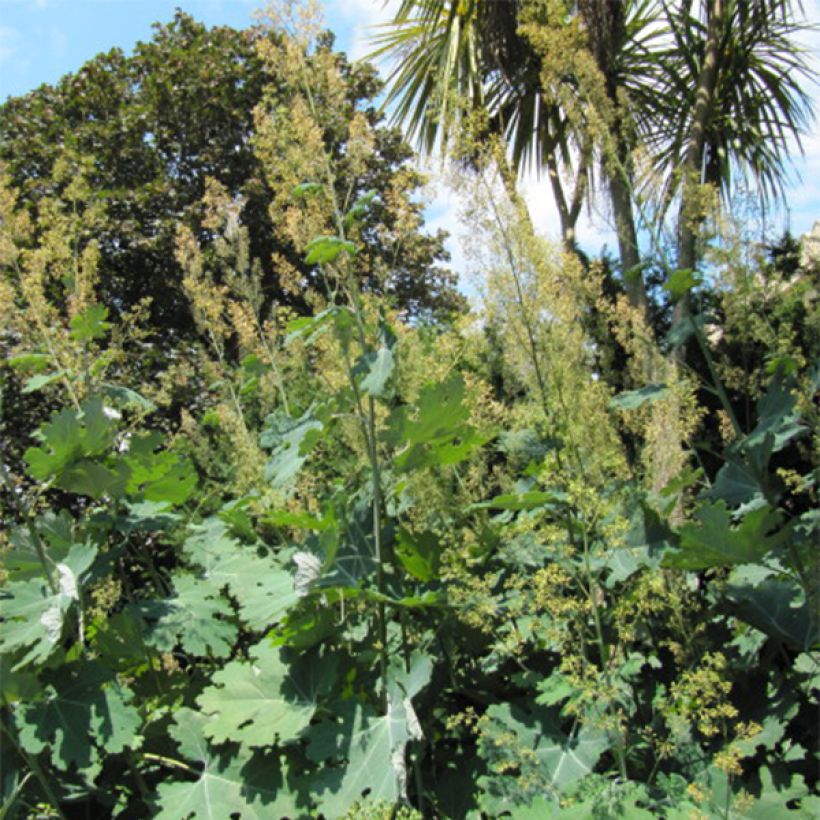 Herttahuisku-unikko - Macleaya cordata (Kasvutapa)