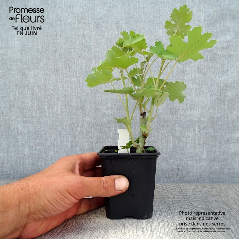 Esimerkki kesällä toimitetusta Herttahuisku-unikko - Macleaya cordata Godet de 8/9 cm-taimesta
