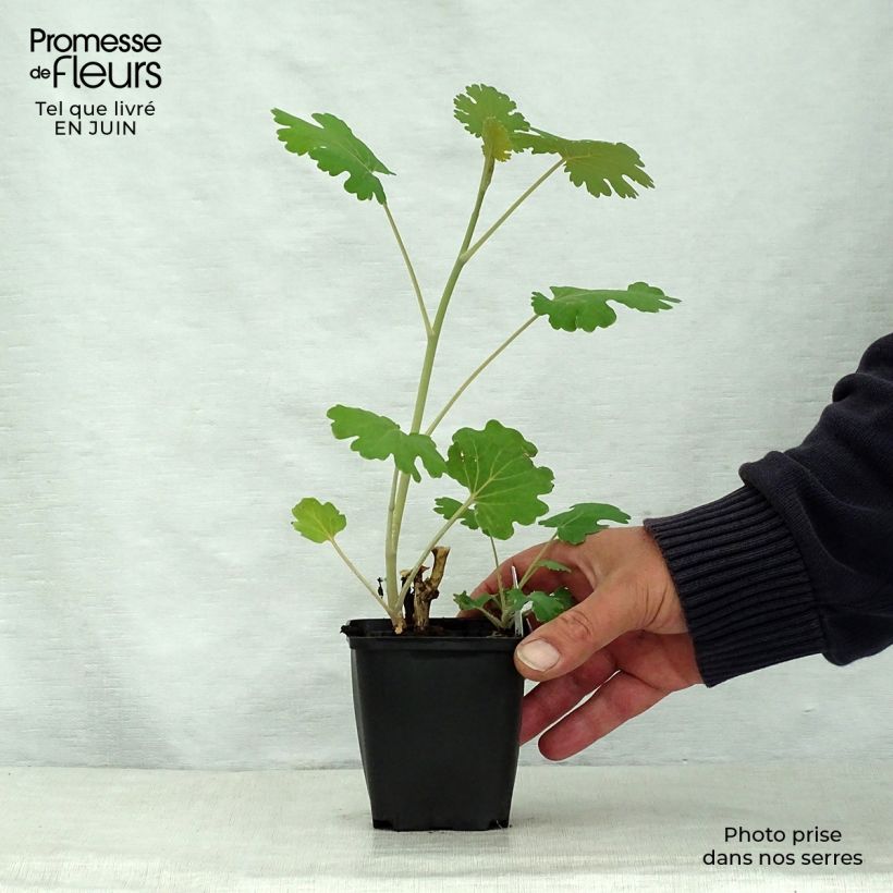 Esimerkki kesällä toimitetusta Pronssihuisku-unikko Kelway's Coral Plume Godet de 8/9 cm-taimesta