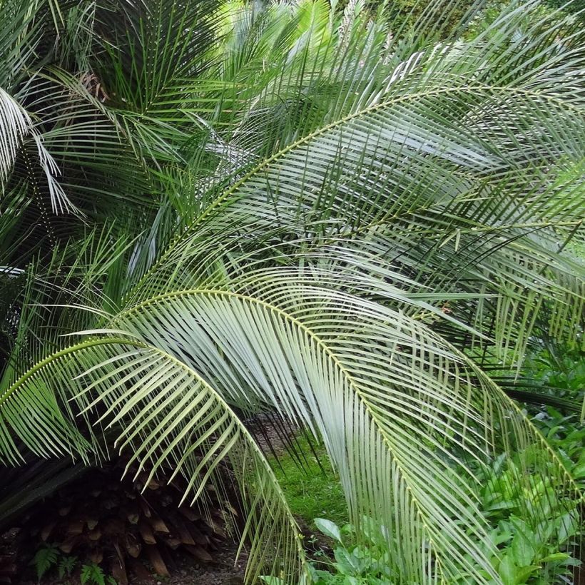 Macrozamia communis (Lehvistö)