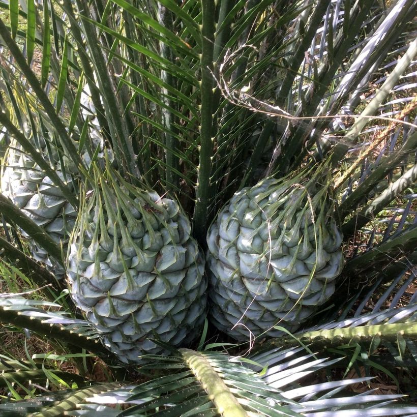 Macrozamia communis (Kukinta)
