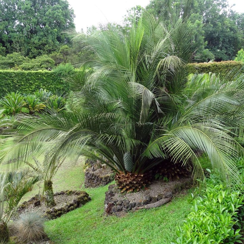 Macrozamia communis (Kasvutapa)