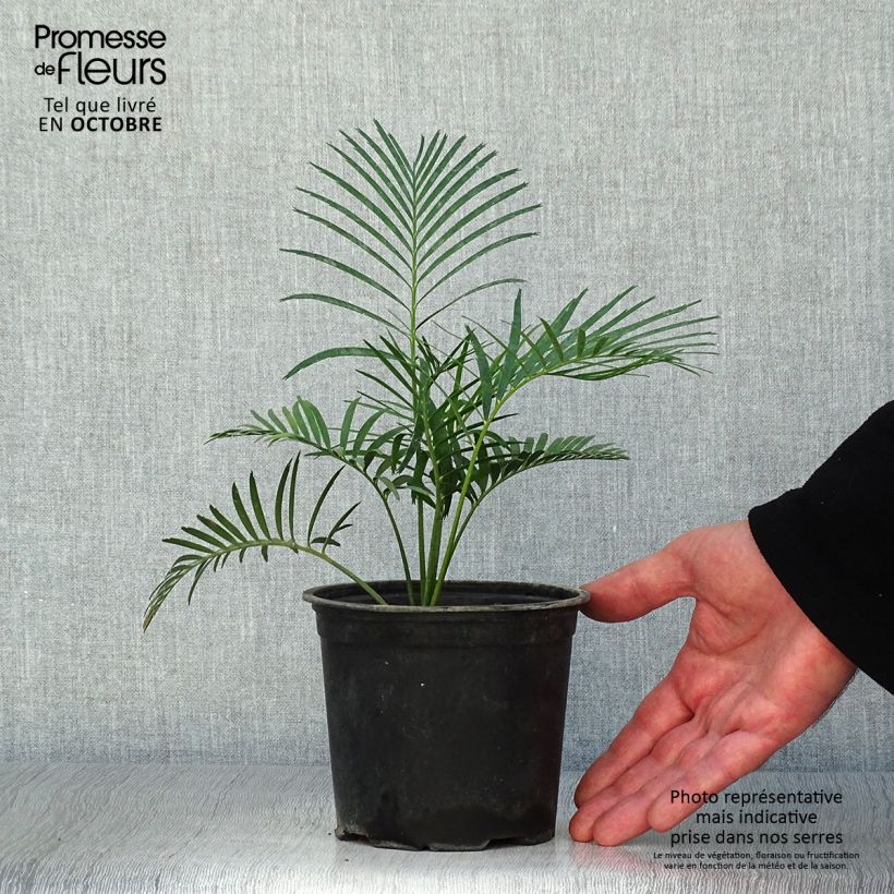Esimerkki syksyllä toimitetusta Macrozamia communis 12 cm / 13 cm ruukku-taimesta