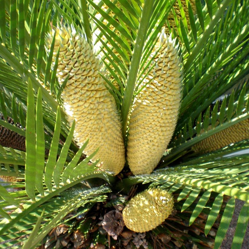 Macrozamia moorei (Kukinta)