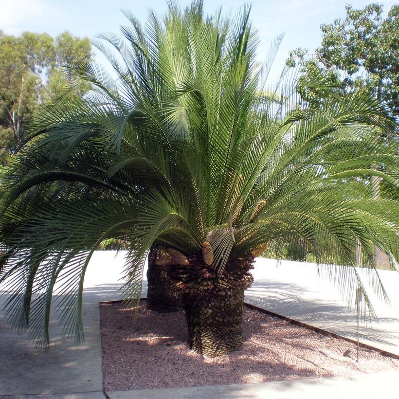 Macrozamia moorei (Kasvutapa)