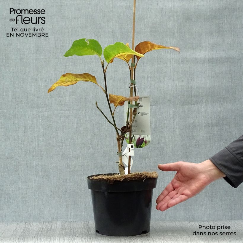 Esimerkki syksyllä toimitetusta Poppelimagnolia Black Beauty 2 litran/3 litran ruukku-taimesta