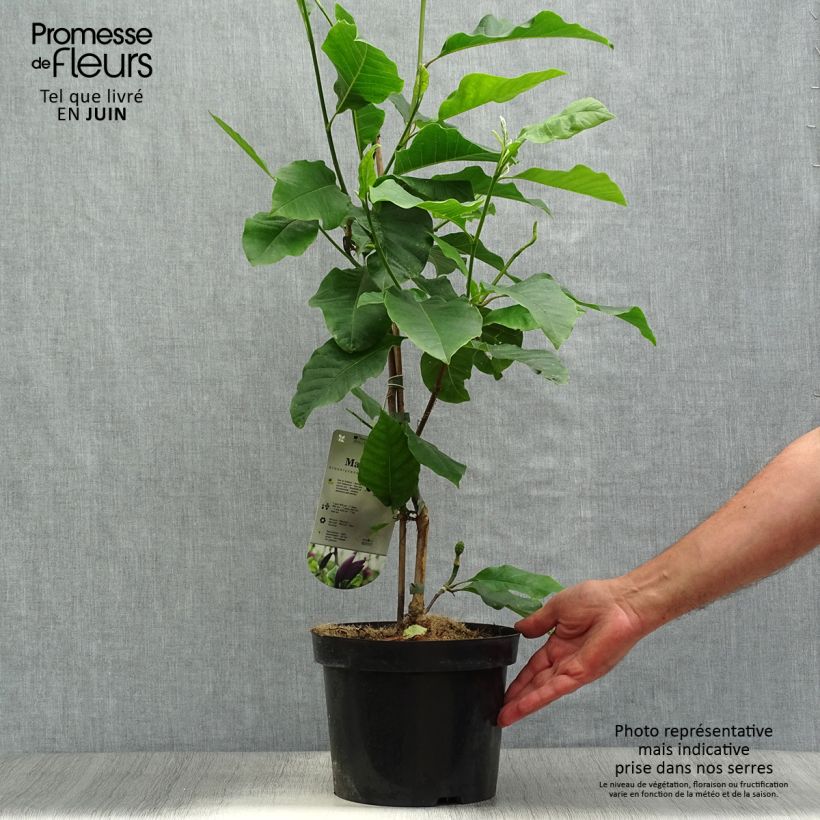 Esimerkki kesällä toimitetusta Poppelimagnolia Black Beauty Ruukku 2L / 3L-taimesta