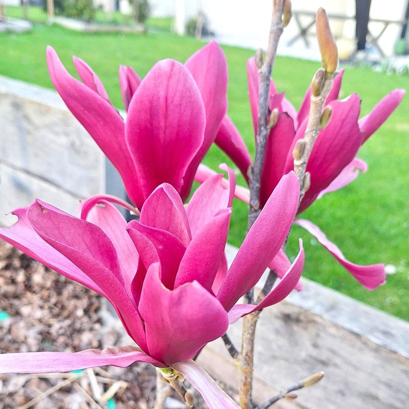 Liljamagnolia Burgundy Star (Kukinta)