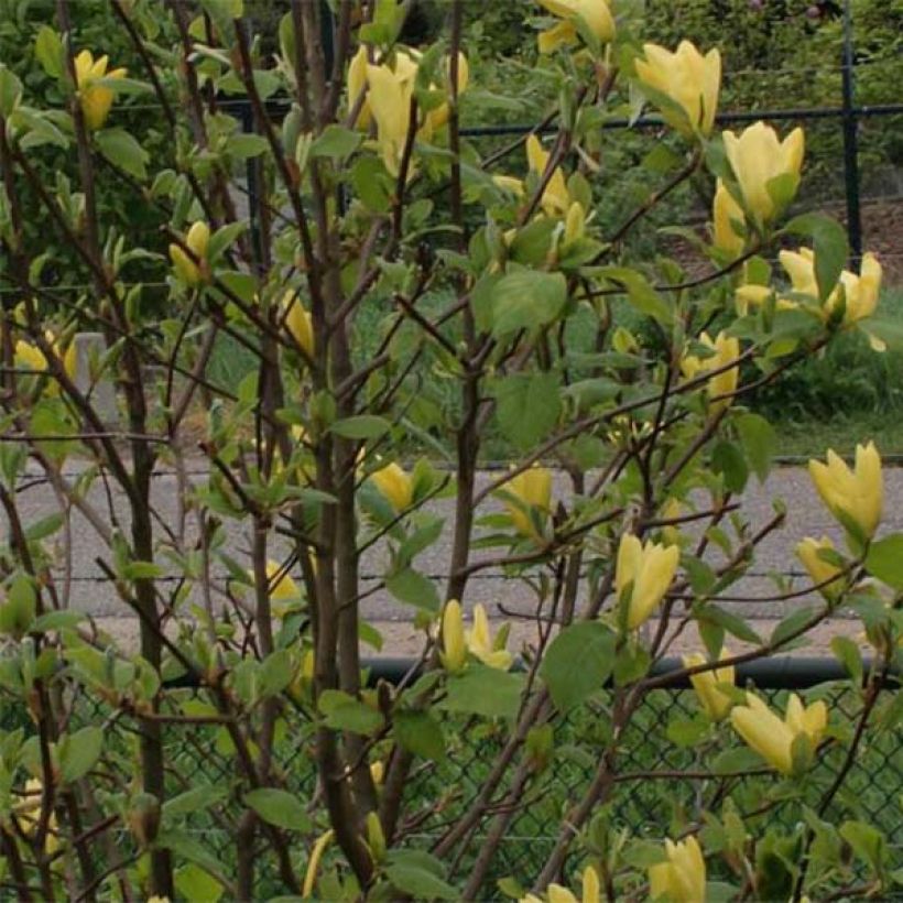 Poppelimagnolia Daphne (Lehvistö)