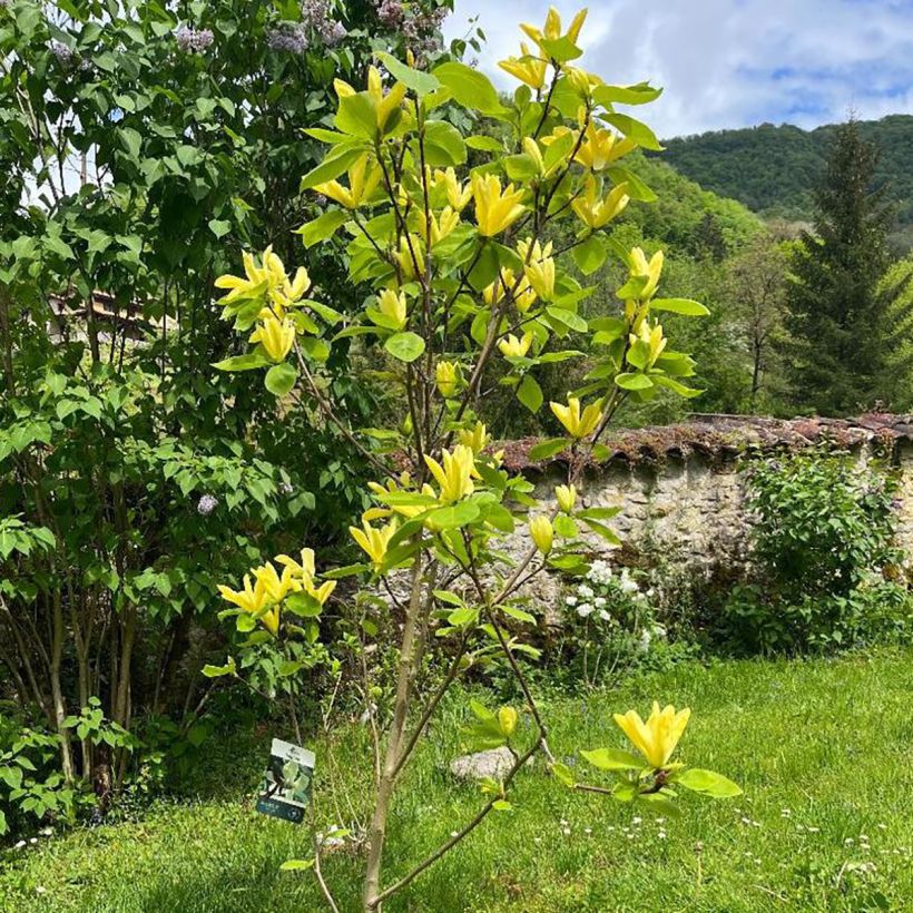 Poppelimagnolia Daphne (Kasvutapa)