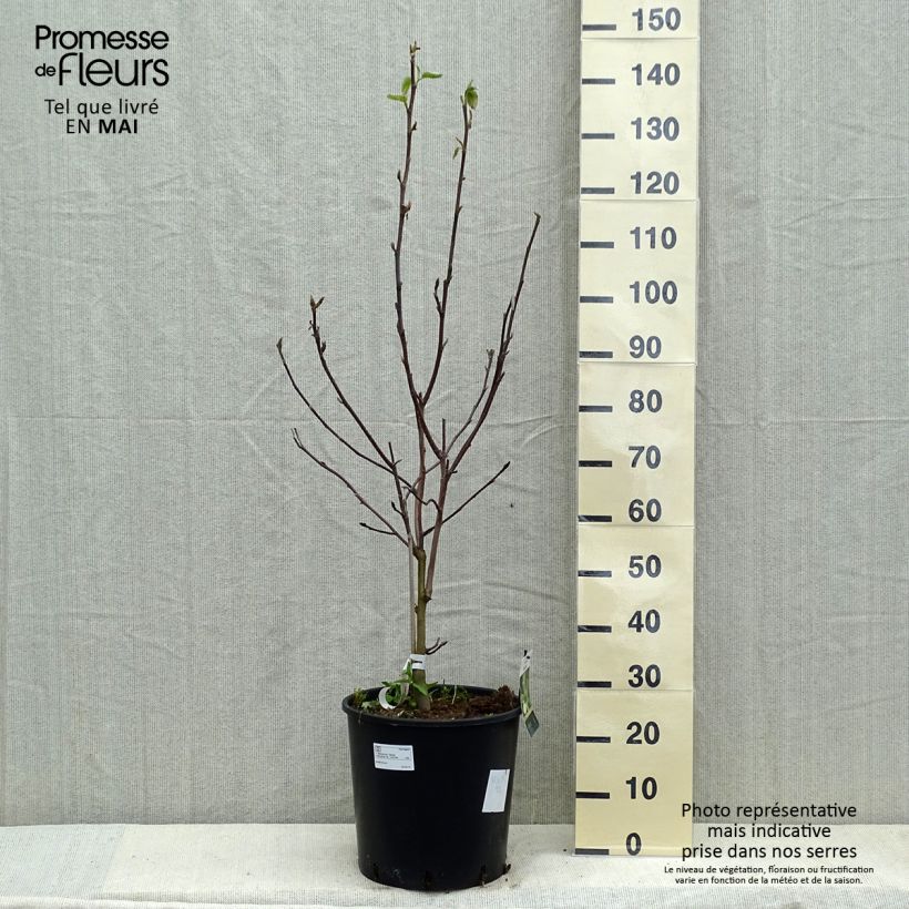 Esimerkki keväällä toimitetusta Poppelimagnolia Daphne Ruukku 7,5L / 10L-taimesta
