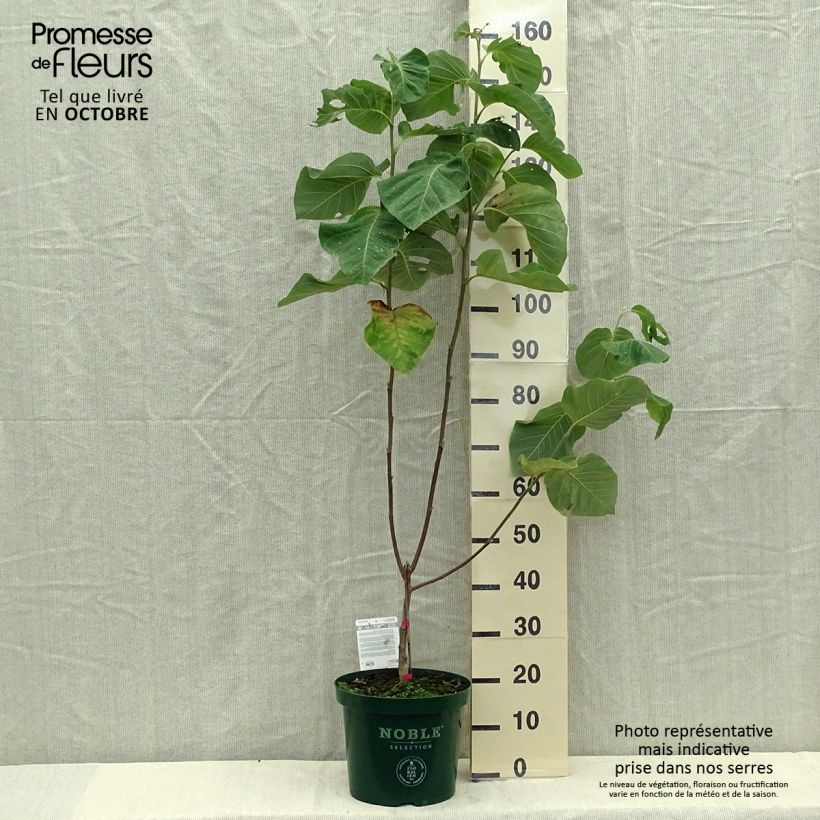 Esimerkki syksyllä toimitetusta Poppelimagnolia Daphne 4 litran/5 litran ruukku-taimesta