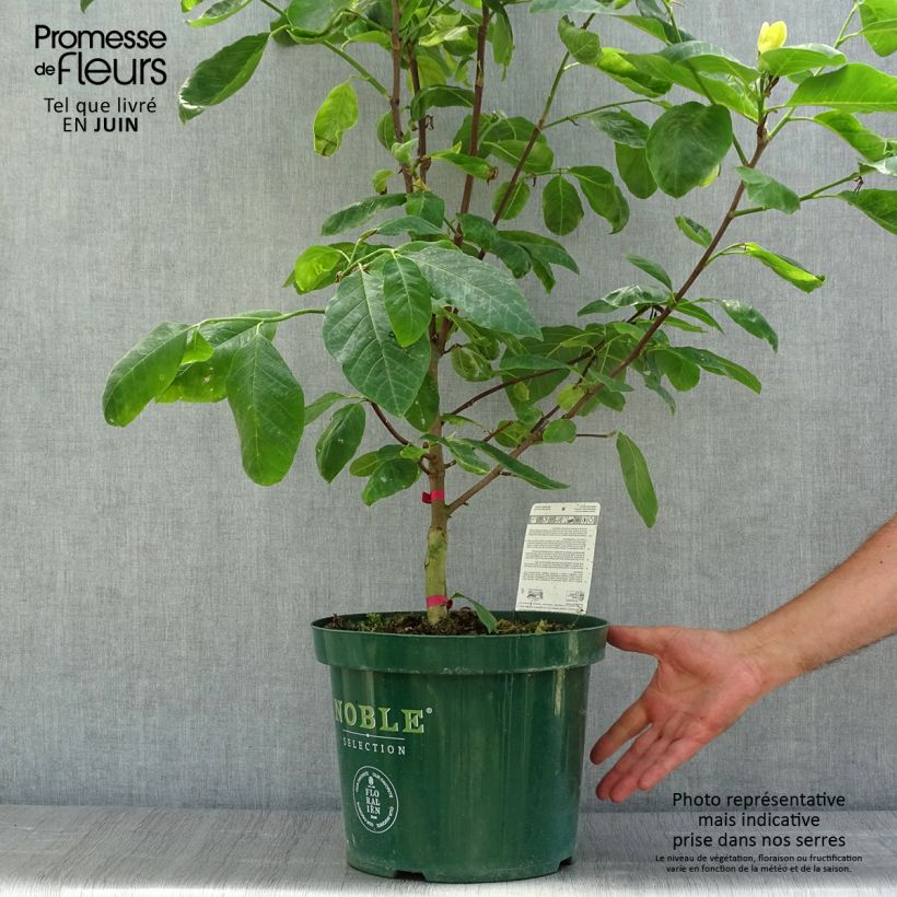 Esimerkki kesällä toimitetusta Poppelimagnolia Daphne Ruukku 4L / 5L-taimesta