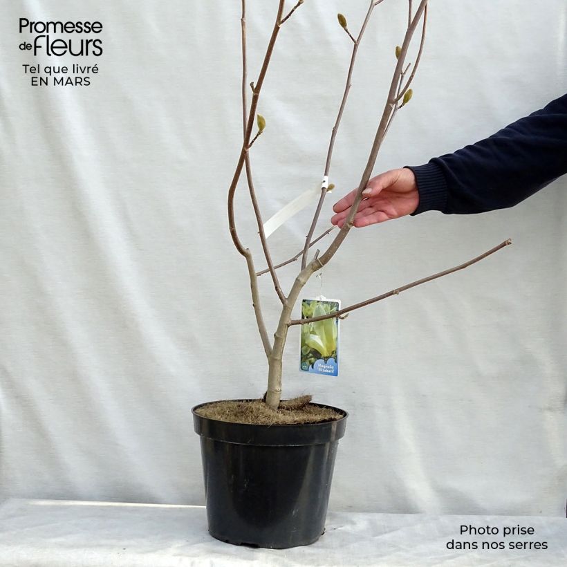 Esimerkki keväällä toimitetusta Liljamagnolia Elisabeth Pot de 7,5L/10L-taimesta