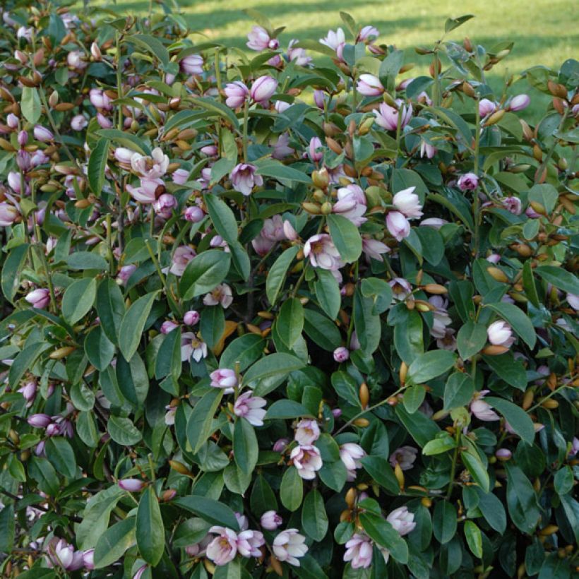 Liljamagnolia Fairy Blush (Kasvutapa)