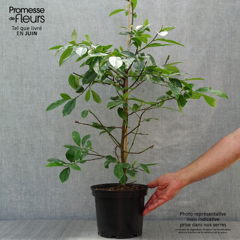 Esimerkki kesällä toimitetusta Liljamagnolia Fairy Blush Pot de 4L/5L-taimesta