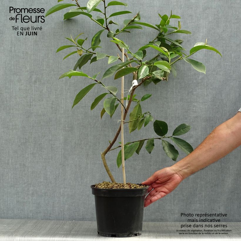 Esimerkki kesällä toimitetusta Liljamagnolia Fairy White Pot de 4L/5L-taimesta