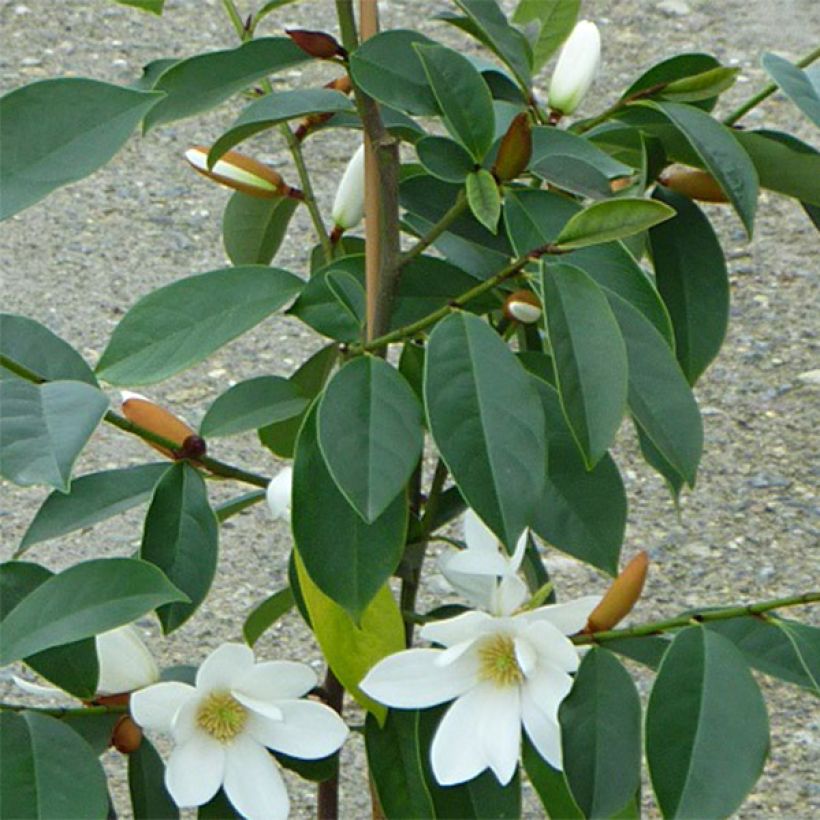 Liljamagnolia Fairy White (Lehvistö)