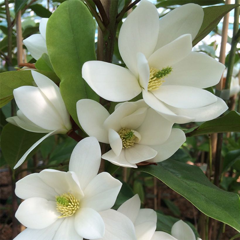 Liljamagnolia Fairy White (Kukinta)