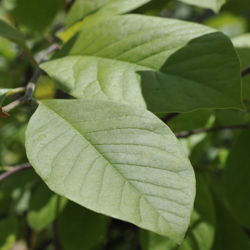 Tähtimagnolia Gold Star (Lehvistö)
