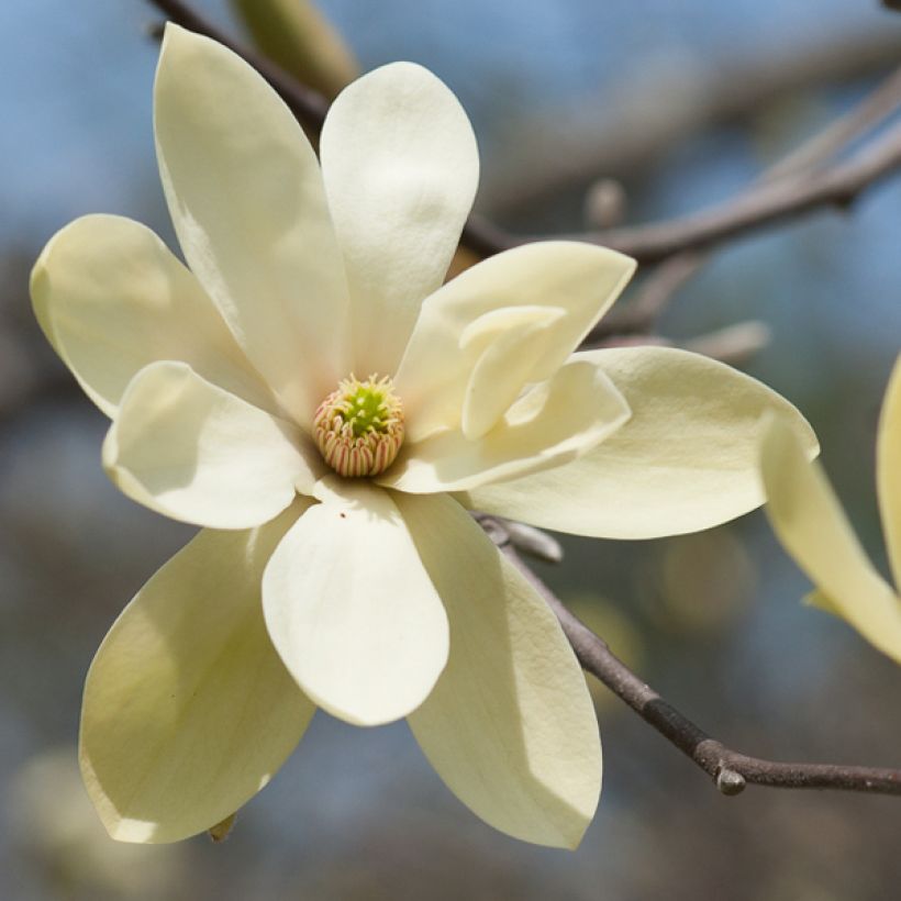 Tähtimagnolia Gold Star (Kukinta)