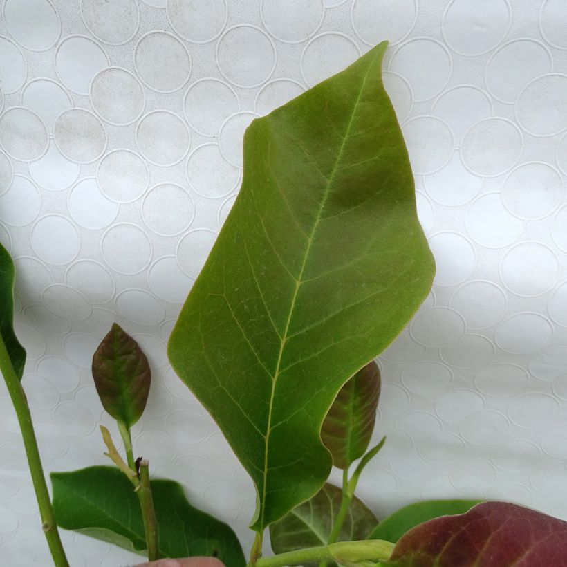 Tulppaanimagnolia Heaven Scent (Lehvistö)