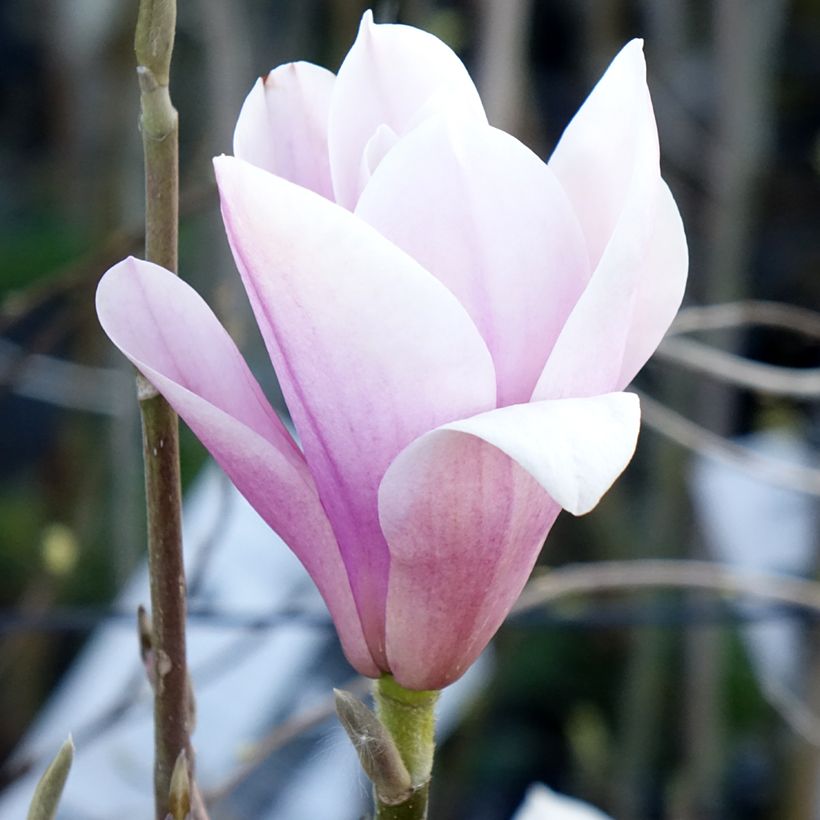 Tulppaanimagnolia Heaven Scent (Kukinta)