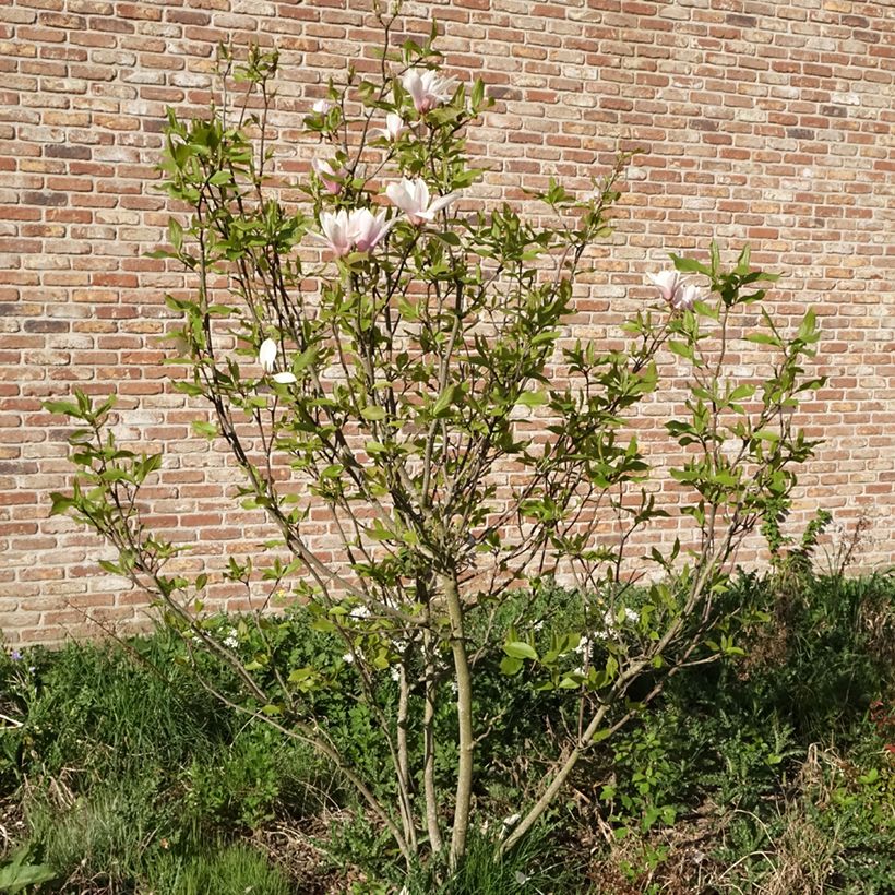 Tulppaanimagnolia Heaven Scent (Kasvutapa)