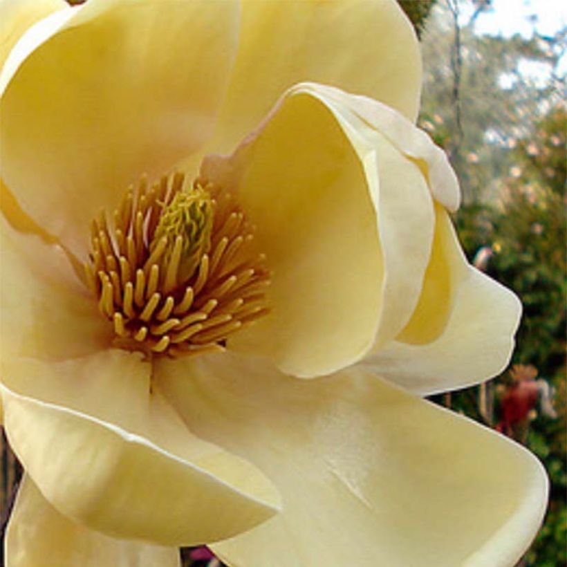 Liljamagnolia Honey Tulip (Kukinta)